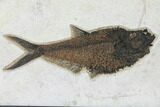 Framed Fossil Fish Plate (Diplomystus & Knightia) - Wyoming #122639-1